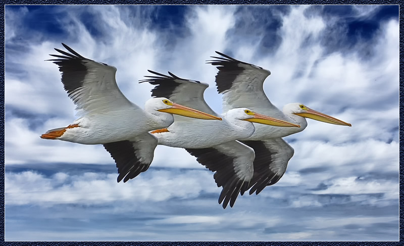 Perfect Synch by Pat Stone